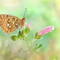 Grand Nacré (Argynnis aglaja)