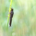 Aeschne bleue (Aeshna cyanea) larve
