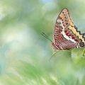 Pacha à deux queues (Charaxes jasius) - femelle