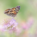 Belle américaine ou Vanesse des perlières (Vanessa virginiensis)