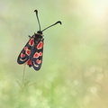 Zygène d'Occitanie (Zygaena occitanica)