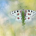 Apollon (Parnassius apollo)