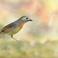Léiothrix jaune (Leiothrix lutea)