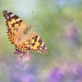 Belle-Dame (Vanessa cardui)