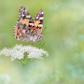 Belle-Dame (Vanessa cardui)