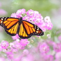 Monarque (Danaus plexippus)