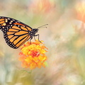Monarque (Danaus plexippus)