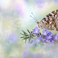 Belle-Dame (Vanessa cardui)