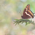 Pacha à deux queues (Charaxes jasius)