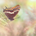Pacha à deux queues (Charaxes jasius)