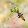 Libellule déprimée (Libellula depressa) femelle