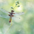 Libellule déprimée (Libellula depressa) femelle
