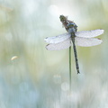 Gomphe joli (Gomphus pulchellus) mâle