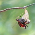 Paon du jour (Aglais io) - Emergence