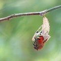 Paon du jour (Aglais io) - Emergence