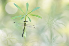 Gomphe vulgaire (Gomphus vulgatissimus)