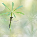 Gomphe vulgaire (Gomphus vulgatissimus)