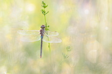 Anax porte-selle (Anax ephippiger) mâle mature