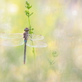 Anax porte-selle (Anax ephippiger) mâle mature