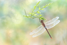 Anax porte-selle (Anax ephippiger) mâle mature
