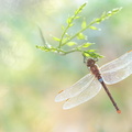 Anax porte-selle (Anax ephippiger) mâle mature