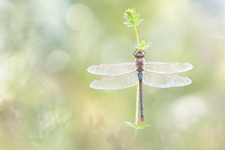 Anax porte-selle (Anax ephippiger) mâle mature