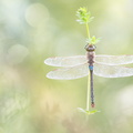 Anax porte-selle (Anax ephippiger) mâle mature
