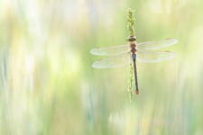 Anax porte-selle (Anax ephippiger) mâle mature