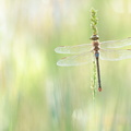 Anax porte-selle (Anax ephippiger) mâle mature