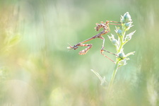 Diablotin, larve d'Empuse commune (Empusa pennata)