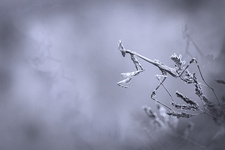 Diablotin, larve d'Empuse commune (Empusa pennata)