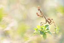 Diablotin, larve d'Empuse commune (Empusa pennata)
