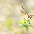 Diablotin, larve d'Empuse commune (Empusa pennata)