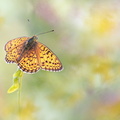 Nacré de la Filipendule (Brenthis hecate)