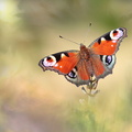 Paon du jour (Aglais io)
