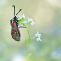 Zygène cendrée (Zygaena rhadamanthus)