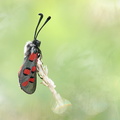 Zygène cendrée (Zygaena rhadamanthus)