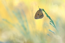 Fadet des laîches (Coenonympha oedippus)