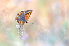 Cuivré commun (Lycaena phlaeas)