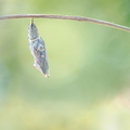 Paon du jour (Aglais io) - Emergence
