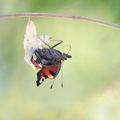 Paon du jour (Aglais io) - Emergence