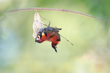 Paon du jour (Aglais io) - Emergence