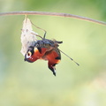 Paon du jour (Aglais io) - Emergence