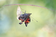 Paon du jour (Aglais io) - Emergence