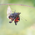 Paon du jour (Aglais io) - Emergence