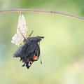 Paon du jour (Aglais io) - Emergence
