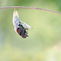 Paon du jour (Aglais io) - Emergence