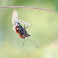 Paon du jour (Aglais io) - Emergence