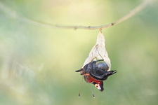 Paon du jour (Aglais io) - Emergence