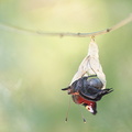 Paon du jour (Aglais io) - Emergence